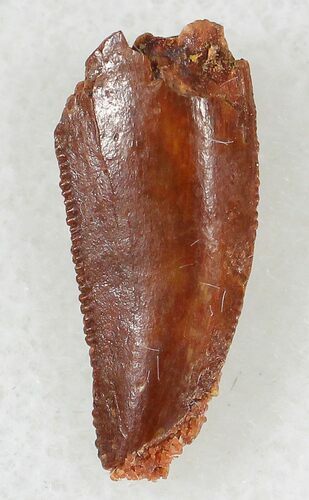 Bargain Raptor Tooth From Morocco - #20945